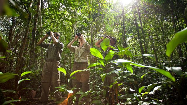Tierbeobachtung im Amazonasregenwald von Alta Floresta bei der Cristalino Jungle Lodge