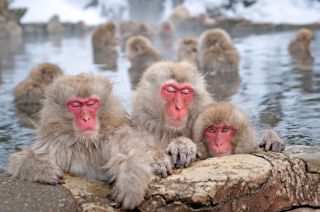 Japan-Makaken entspannen im heißen Onsenbad