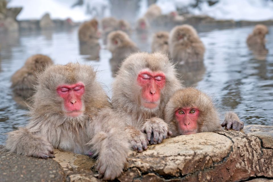 Japan-Makaken entspannen im heißen Onsenbad