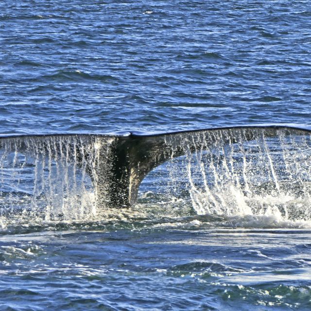 Walfluke vor der Halbinsel Valdes