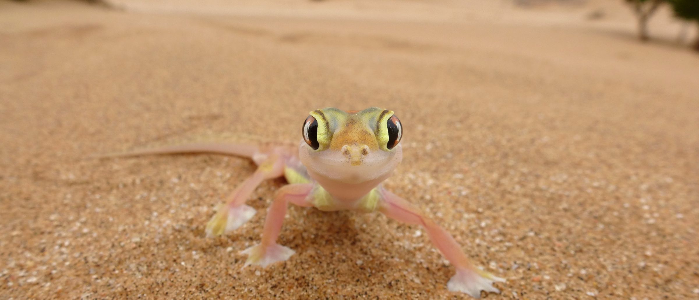Gecko in der Kalahari