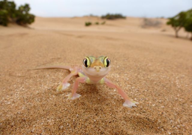 Gecko in der Kalahari