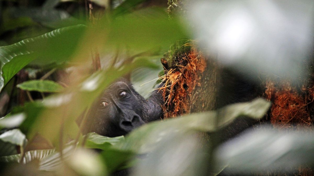 Reisetrend 2024: Gorilla Tracking im Kongo
