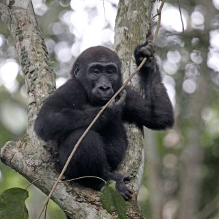 Gorilla im Odzala-Kokoua-Nationalpark