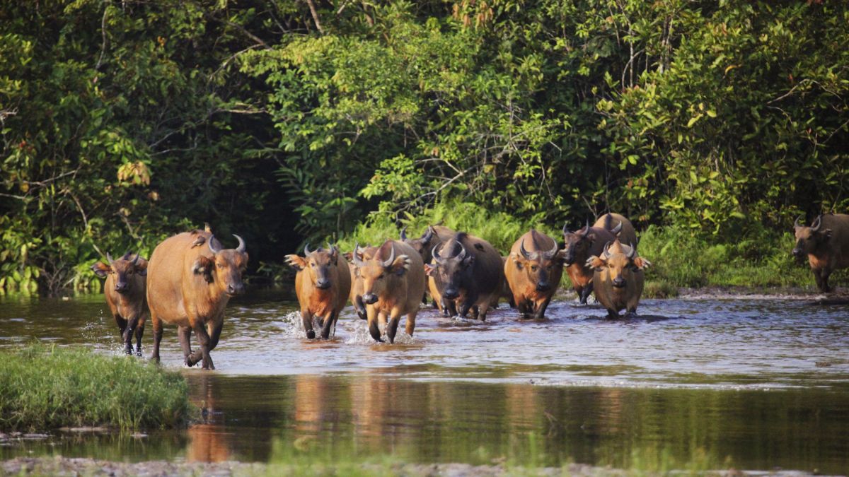 Waldbüffel am Fluss in der Republik Kongo