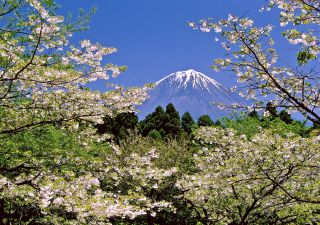 Blick auf den Fuji-san zur Kirschblüte in Shizuoka