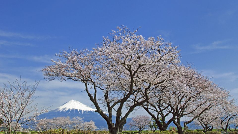 Blick auf den Fuji-san zur Kirschblüte in Shizuoka