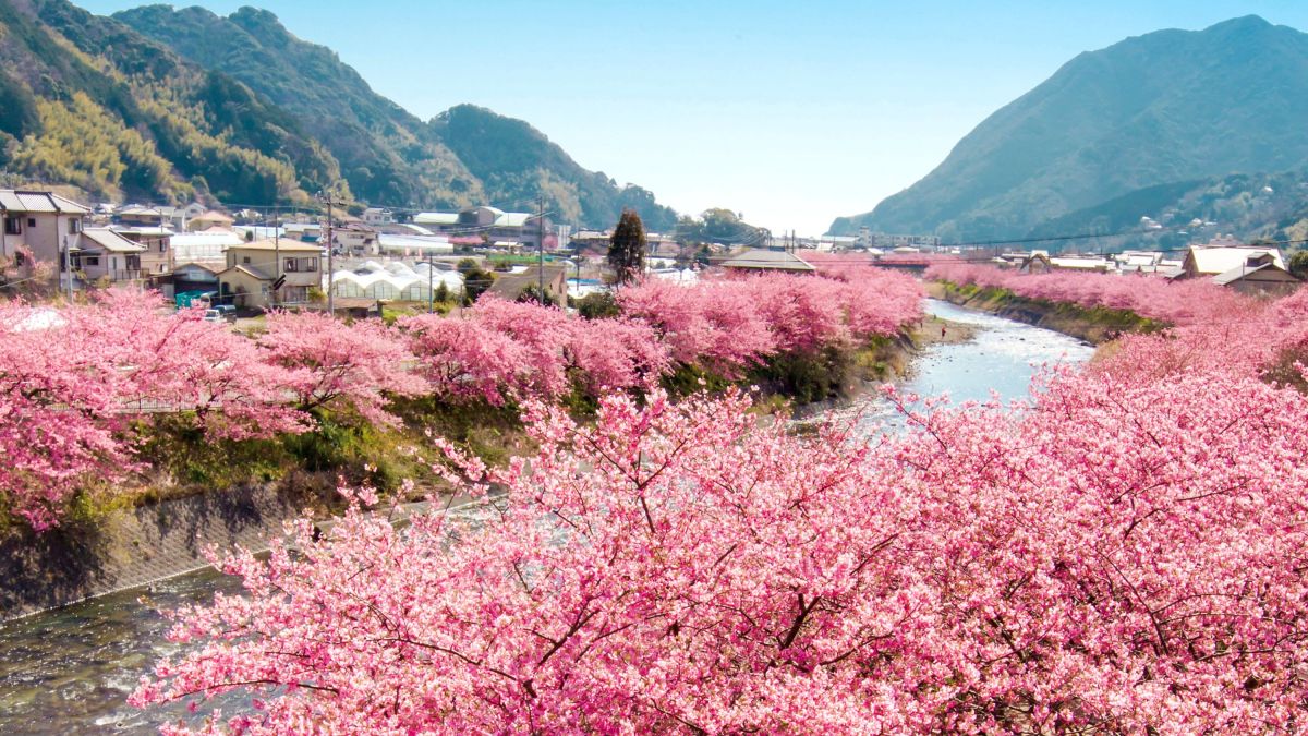 Kirschblüte im Februar am Fluss Kawazu