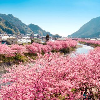 Kirschblüte im Februar am Fluss Kawazu
