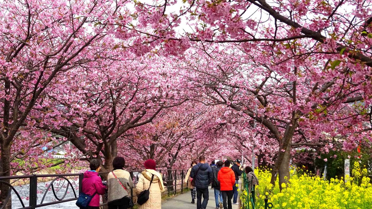Kirschblüte in Südkorea