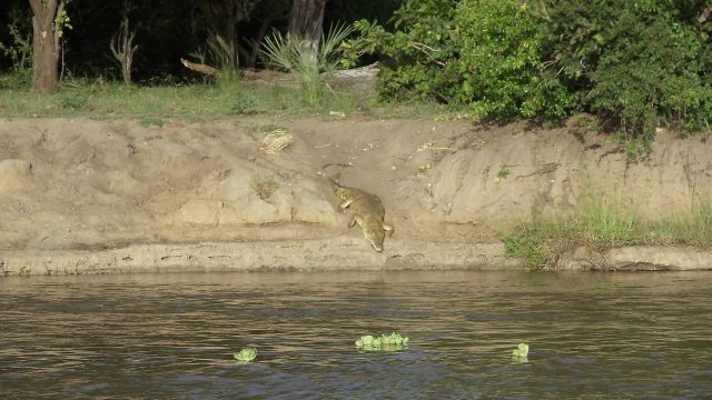 Krokodil am Ufer des Rufiji