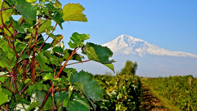 Weinstock im Ararat-Tal