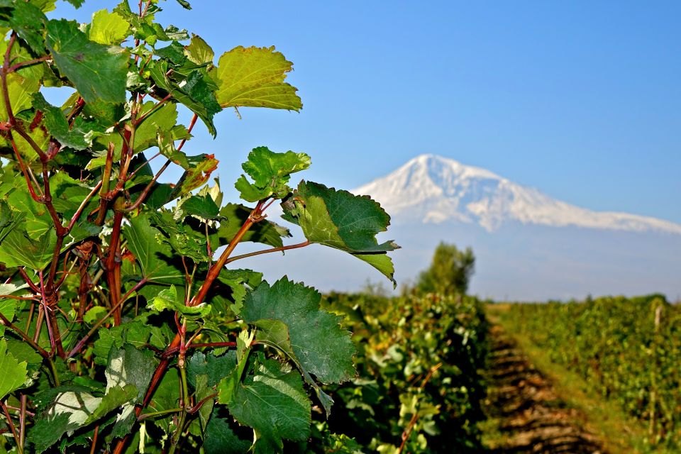 Weinstock im Ararat-Tal