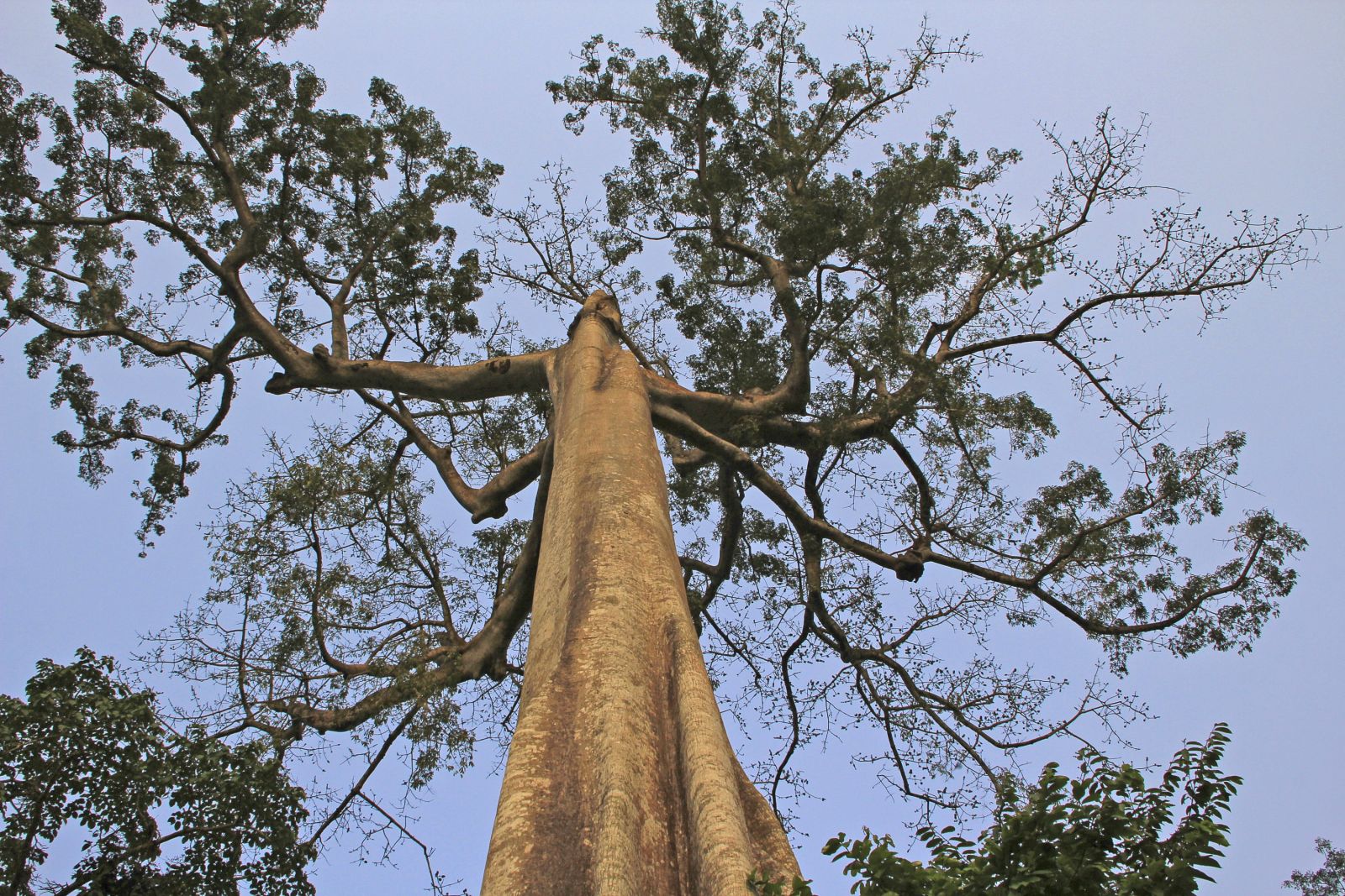 Ceiba Nationalbaum Äquatorialguineas