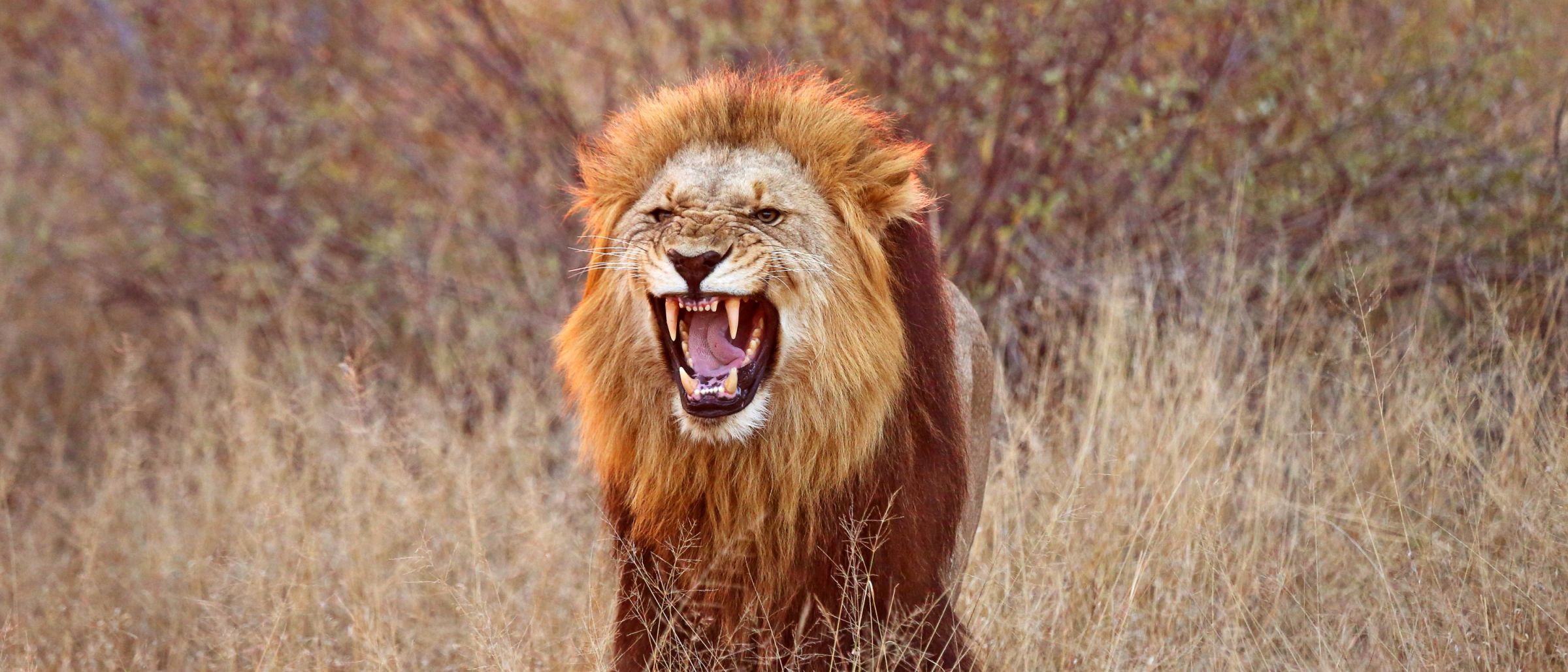 Löwe im Krüger-Nationalpark