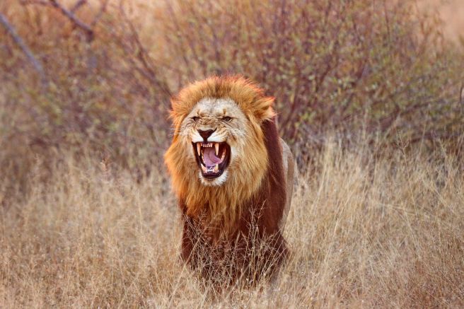 Löwe im Kruger-Nationalpark