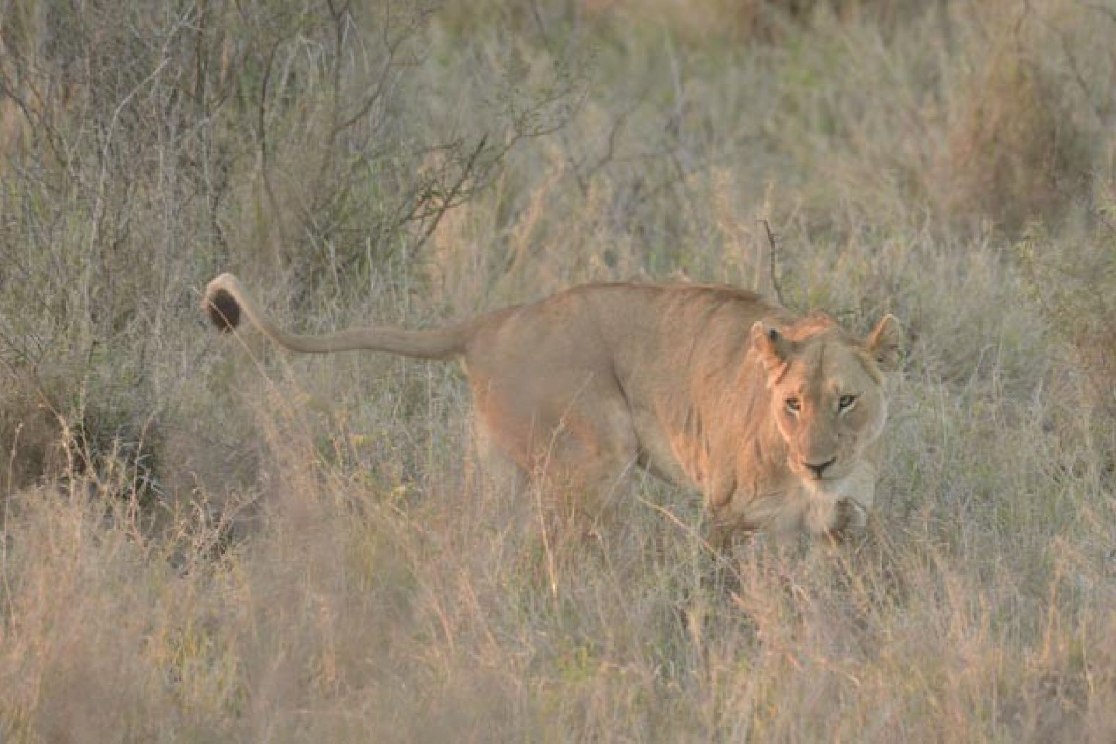 Löwin im Krüger-Nationalpark