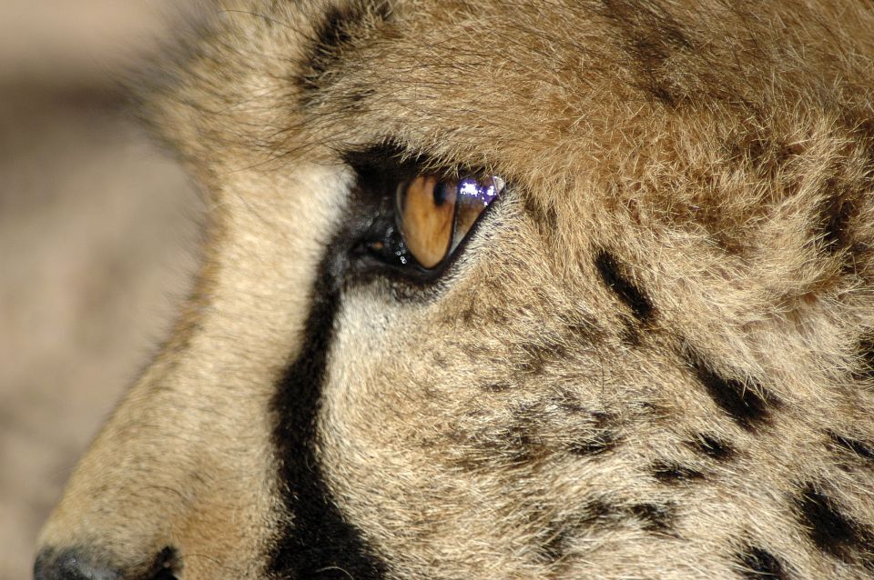 Gepard im Etosha-Nationalpark