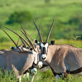 Oryx-Antilopen im Kgalagadi Transfrontier Park