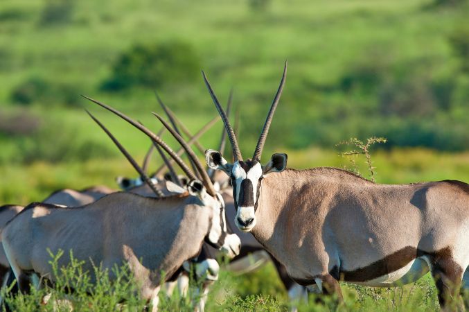 Oryx-Antilopen im Kgalagadi Transfrontier Park © Diamir