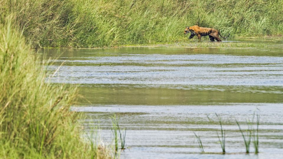 Der scheue bengalische Tiger in seinem natürlichen Lebensraum