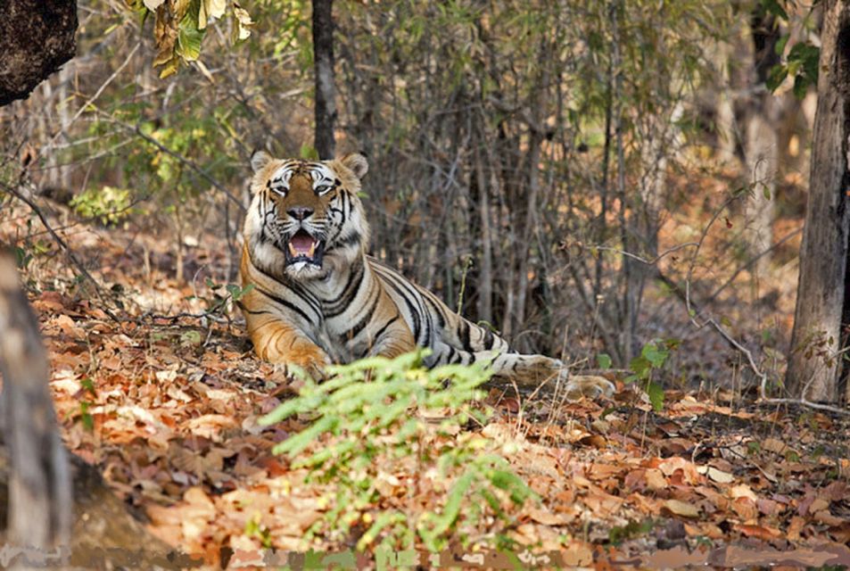Tiger im Wald