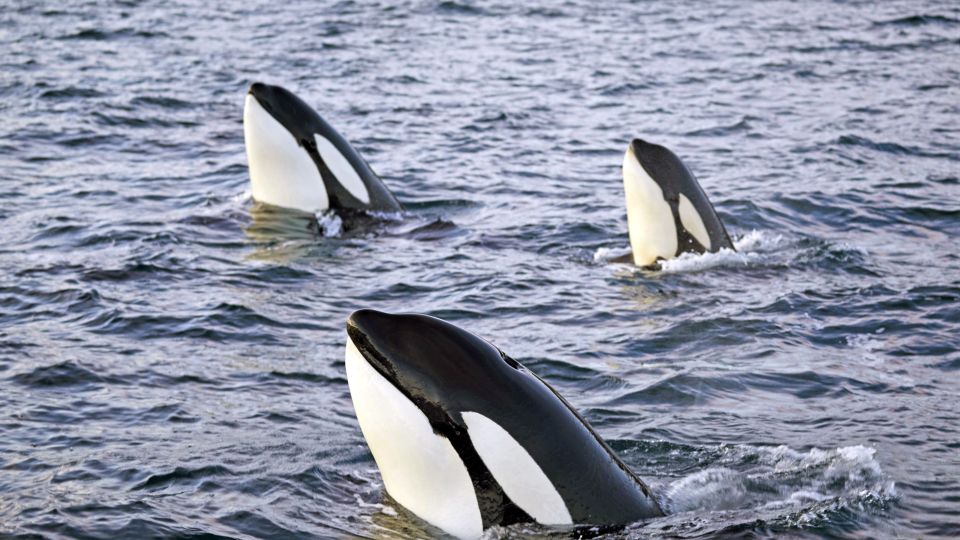 Orca-Gruppe