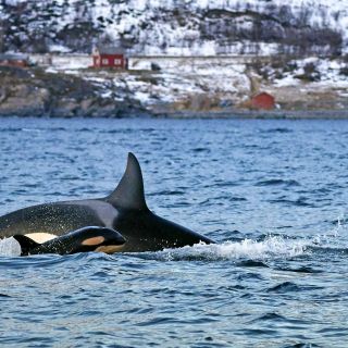 Orca mit Jungtier