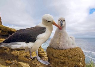 Schwarzbrauen-Albatros mit Küken