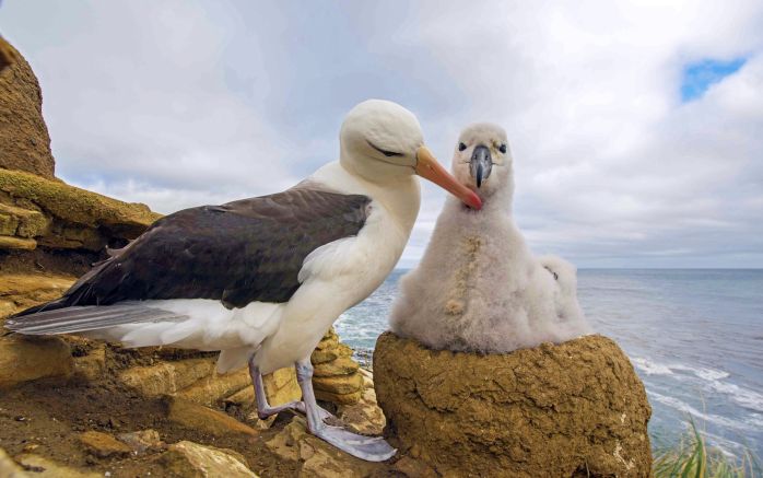 Schwarzbrauen-Albatros mit Küken