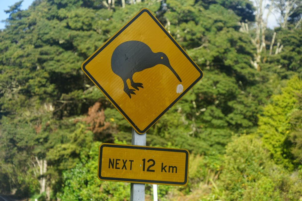 Der Nationalvogel Neuseelands – der Kiwi