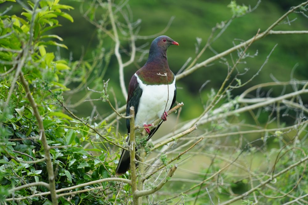 Die farbenfrohe Maori-Fruchttaube – für Ornithologen ist Kapiti Island ein Paradies.