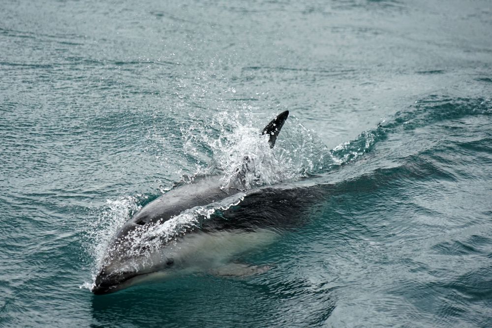 Im Queen Charlotte Sound steht man in engem Kontakt zu den verspielten Delfinen.
