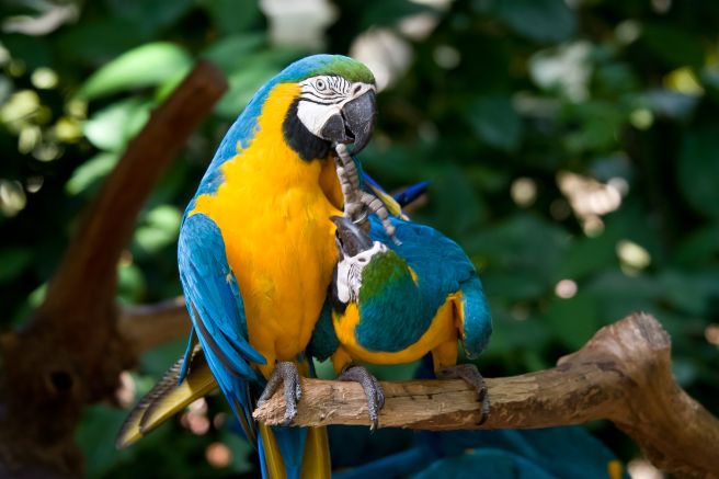 Aras im Vogelpark Parque das Aves an den Iguazu-Wasserfällen auf der brasilianischen Seite