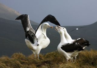 In der Albatros-Kolonie