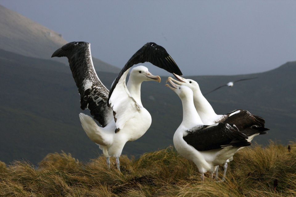 In der Albatros-Kolonie