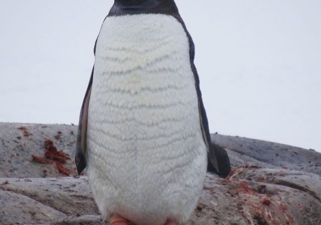 Unterwegs an der Antarktischen Halbinsel