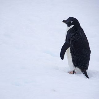 Unterwegs an der Antarktischen Halbinsel
