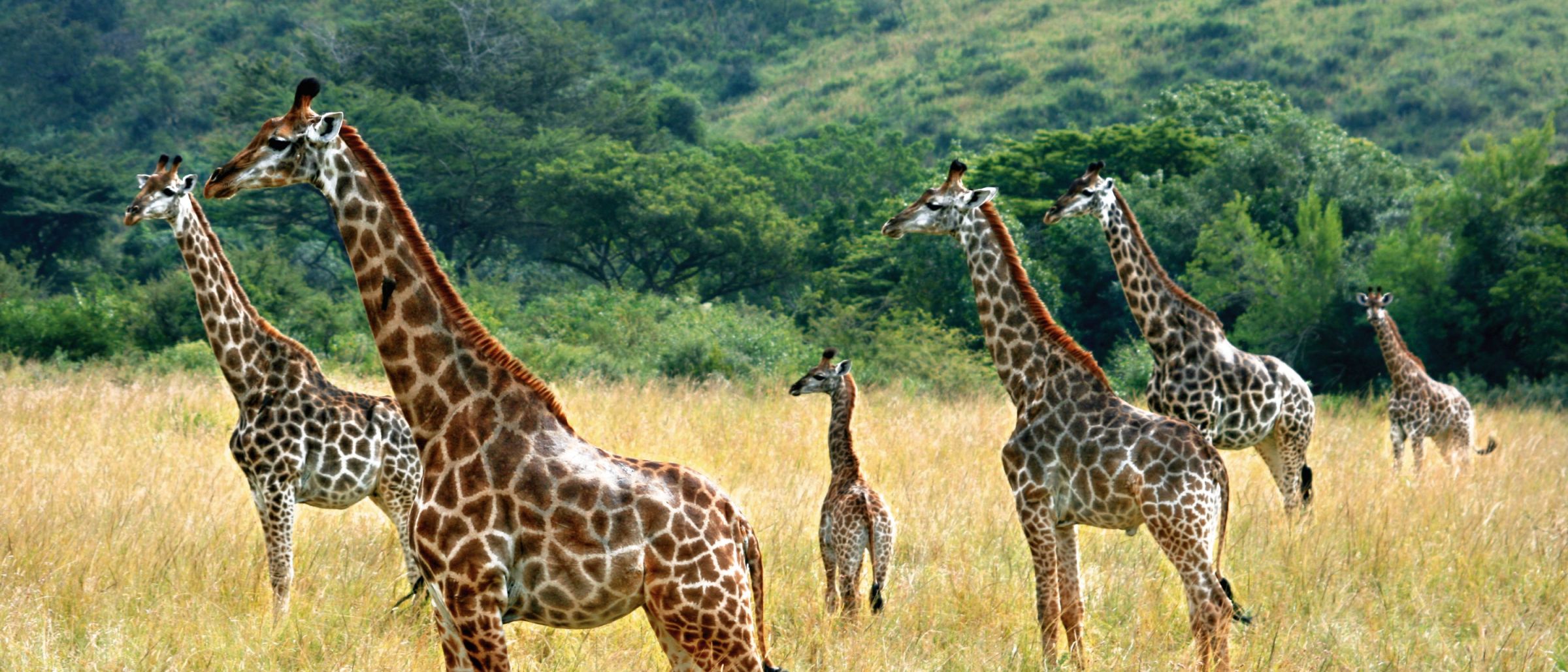Giraffen im Krüger-Nationalpark