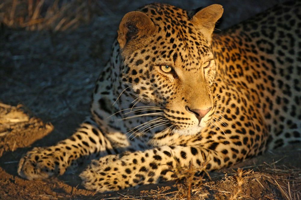 Für viele die schönste Katze, der Leopard