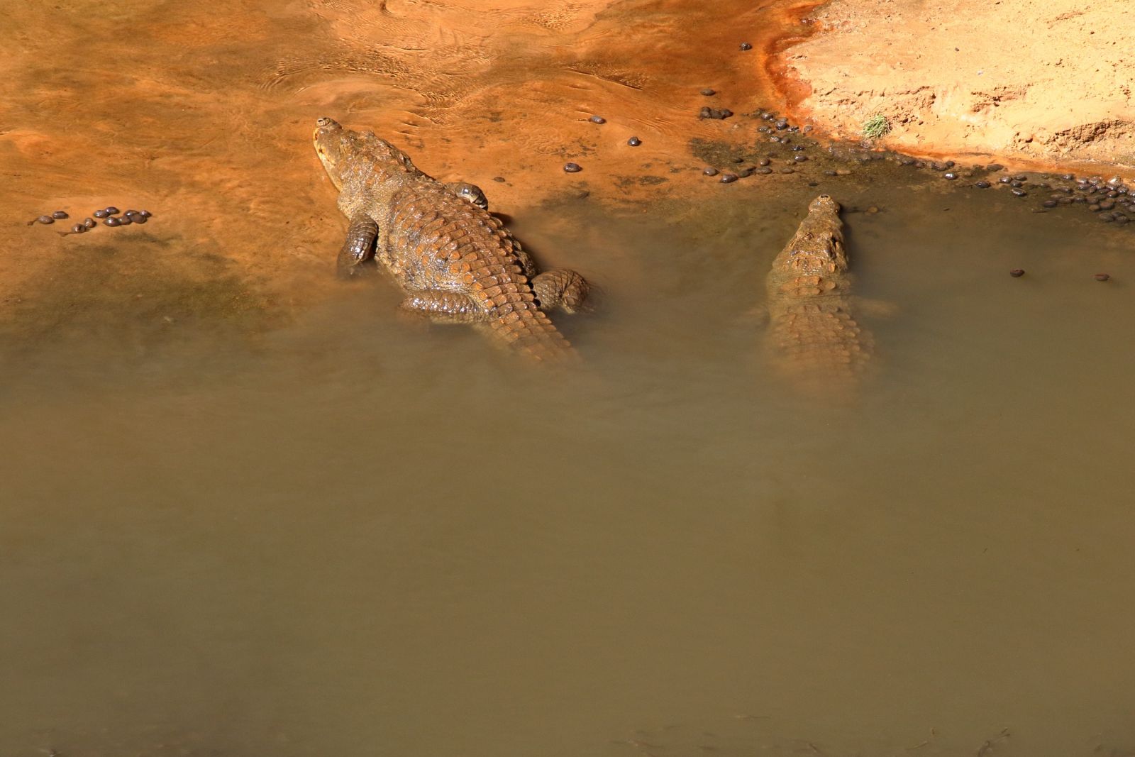 Die letzten „Sahara-Krokodile”