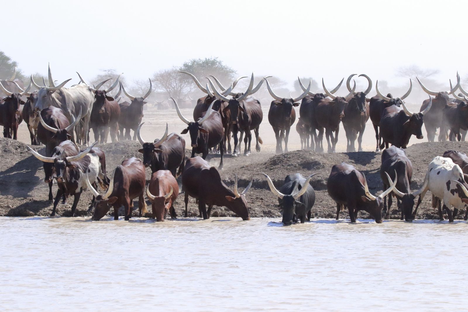 In Grasebenen des Sahel lebt die Bevölkerung vor allem von der Rinderzucht.
