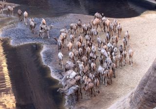 Tubu-Nomaden führen ihre großen Kamelherden hierher zum Trinken.