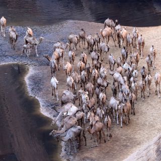 Tubu-Nomaden führen ihre großen Kamelherden hierher zum Trinken.