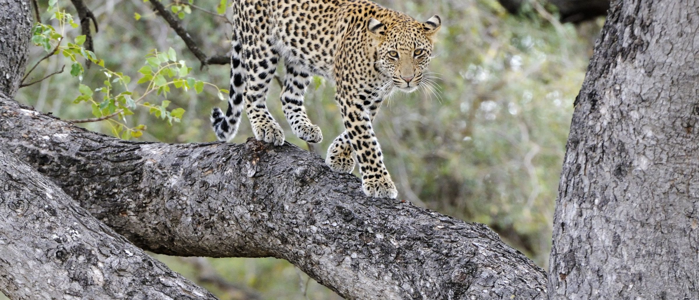 Leopard, Krüger-Nationalpark, Südafrika