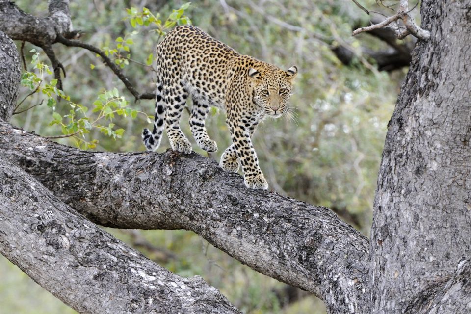 Leopard, Krüger-Nationalpark, Südafrika