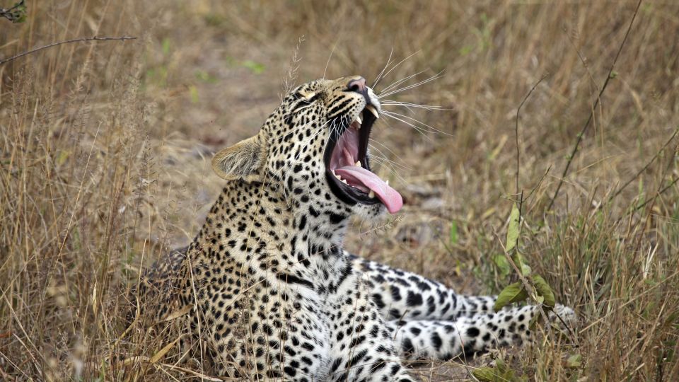 Leopard im Krüger-Nationalpark