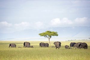 Elefanten in der Masai Mara