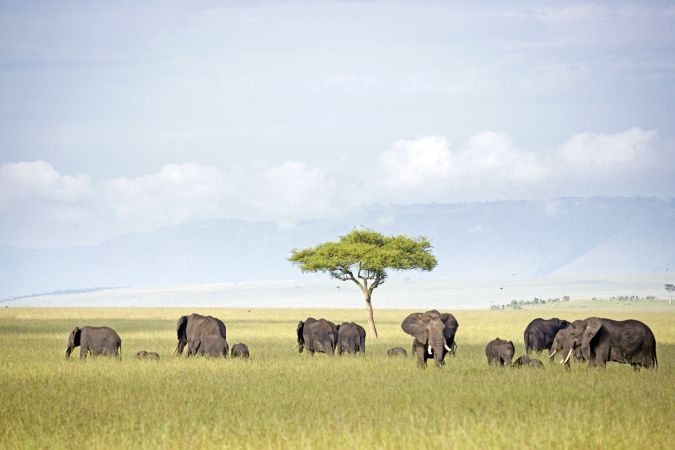Elefanten in der Masai Mara © Diamir