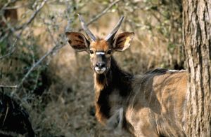 Kudu im Krüger-Nationalpark